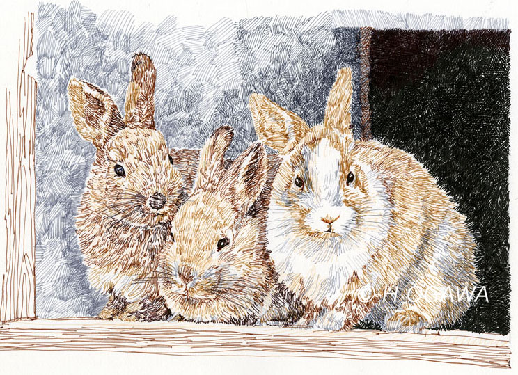ボールペン画　ウサギ3匹